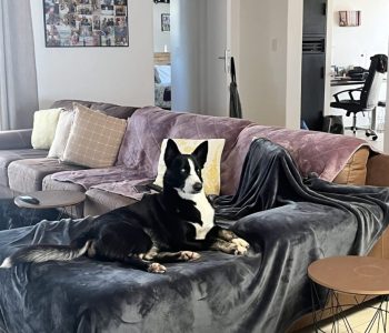 Adopted
